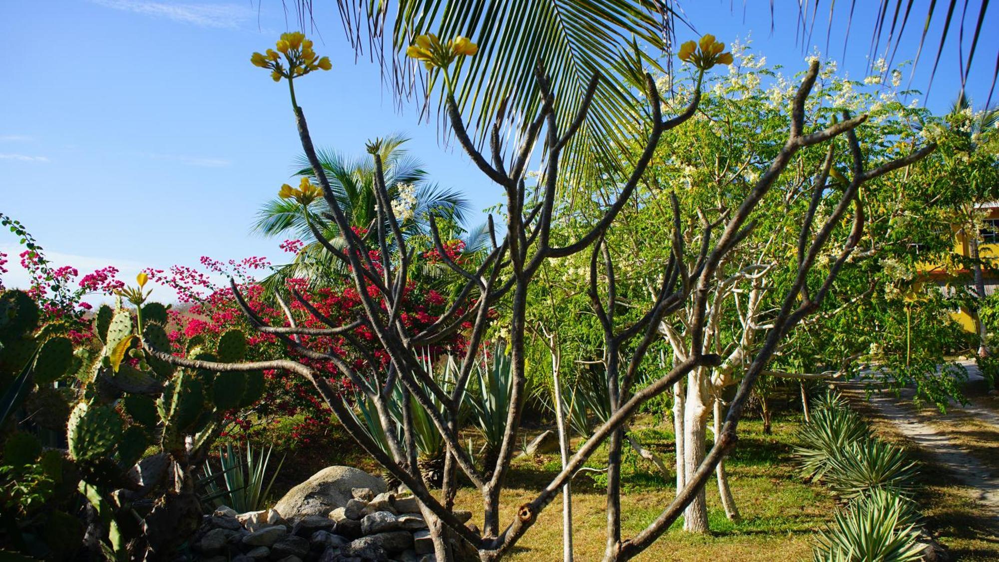 Ocean Oasis Hotel - Adult Only, Four Casitas Boutique Resort Agua Blanca Екстер'єр фото